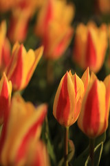 Yellow tulips in Netherlands.