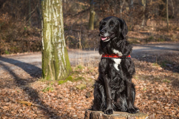 Schwarzer Mischlingshund