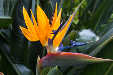 Obrazy na Plexi  Kwitnący kwiat Strelitzia reginae. Długi pomarańczowy. Strelizia. Rajski ptak