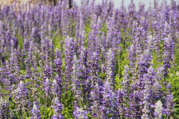 Fototapeta na wymiar blooming, natural, floral, herbal, aroma, flower, field, violet, countryside, lavender, purple, scented, garden, color, plant, beauty, beautiful, background, nature, aromatherapy, landscape