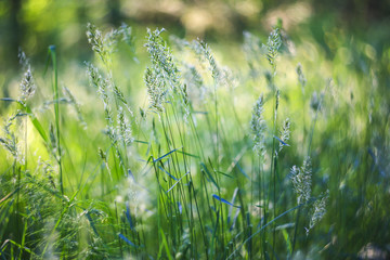 Fresh green grass and plants in the sunlight with blurred background and beautiful bokeh. Macro image with small depth of field