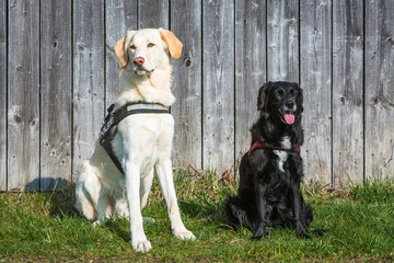 Hunde sitzen