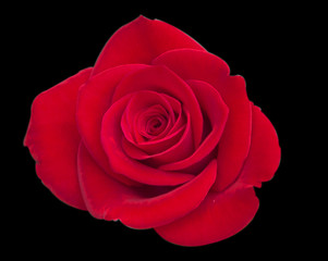 Fototapeta premium rose