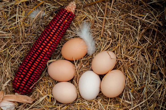 A group of chicken eggs in a haystack