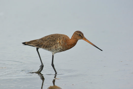 Pittima reale (Limosa limosa) - ritratto nello stagno
