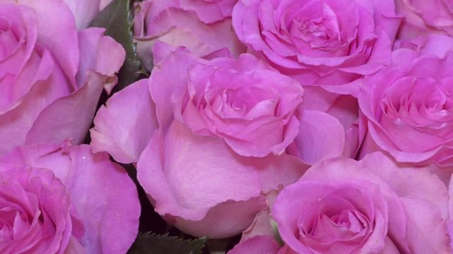 Top view of background pink roses. Lovely flowers with delicate petals - a symbol of love and luxury. Many blooming roses close. The best gift for an anniversary, birthday or Valentine's day.