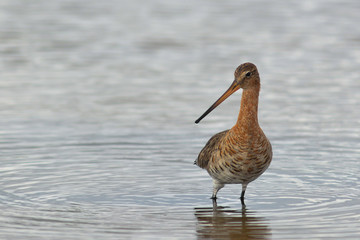 pittima reale (Limosa limosa) - ritratto nello stagno