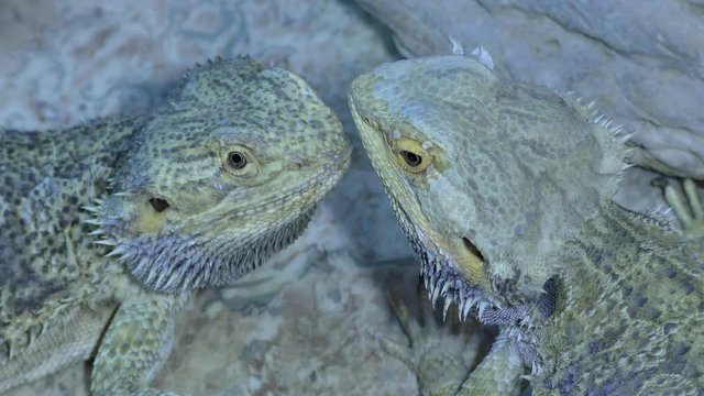 Two Central bearded dragon, Pogona vitticeps are sitting face to face.
