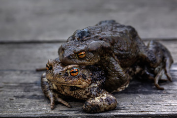 Two toads making love in the spring forest. 