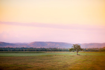 Lonely tree in the foothills of the Carpathian mountains in the evening haze