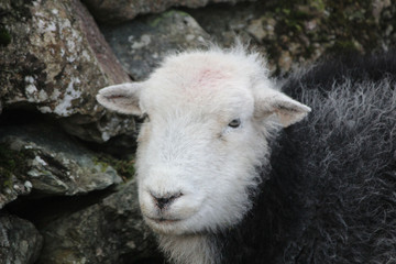 Herdwick Ewe