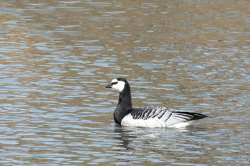 Barnacle goose (Branta leucopsis). Wild bird on the water