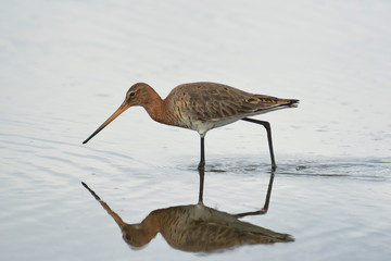 pittima reale (Limosa limosa) - ritratto nello stagno con riflesso