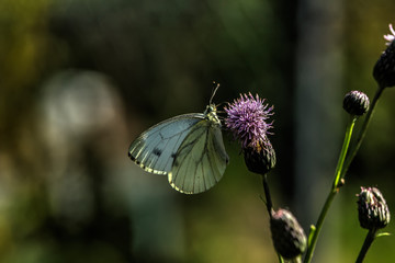 Butterfly cabbage sitting on the flower of the summer field. 