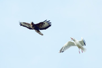 Common Buzzard and Herring Gull