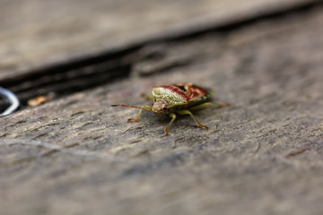 A bug Pentatomidae sitting on a plant in a summer forest. 