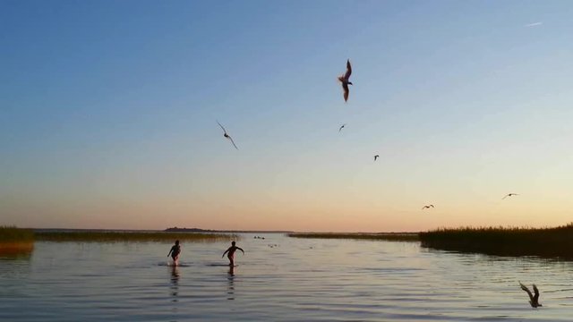Rest on the lake and flying gulls in sunset sky
