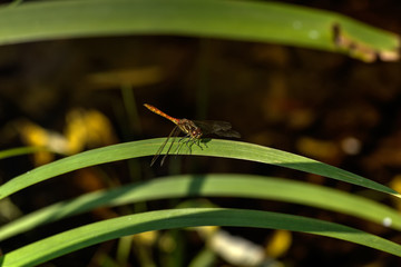 A Great dragonfly sitting on a leaf of a plant. 