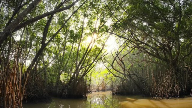 Beautiful sunny day in mangrove forest. Scenic beauty of tropical nature ecosystem environment. Tall trees with long branches silhouettes against bright sun light shining through green jungle canopy