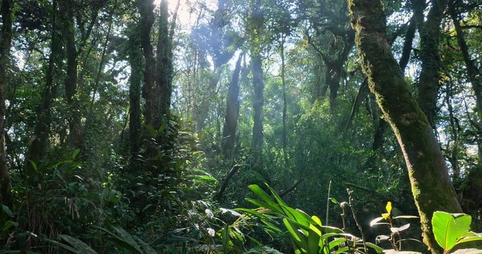 Sun in tropical forest beautiful nature landscape. Lush of evergreen jungle with dense rainforest plants vegetation