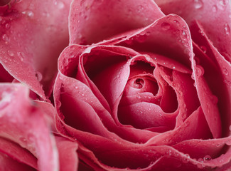 Macro photo of a pink rose with water droplets. Symbol of love