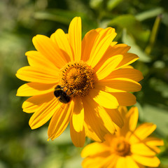 Flowers Heliopsis