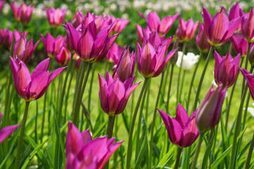 Spring tulips in full bloom