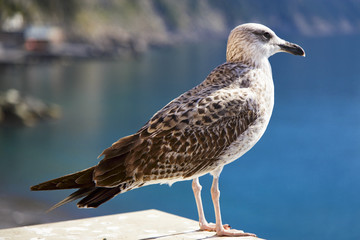 Close up of a seagull perched overlooking the sea