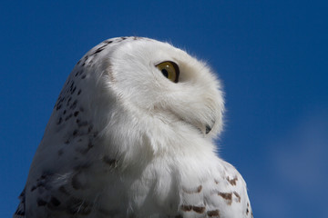 Obraz premium Snowy Owl