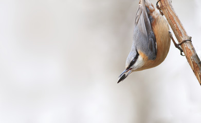 Forest birds on the blossoming willow branches