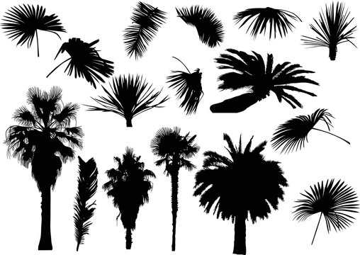 group of black palm trees and leaves on white