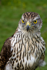 Sparrowhawk