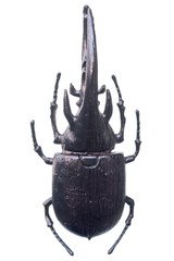 artificial bugs isolated on white background