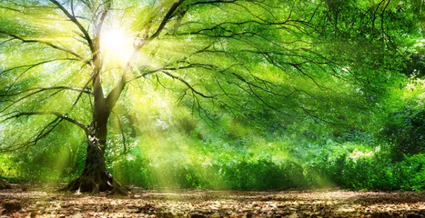 Fototapeten Baum mit Sonnenschein im wilden Wald © Romolo Tavani