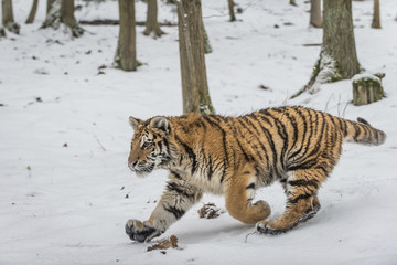Young Siberian tiger prowling in snow