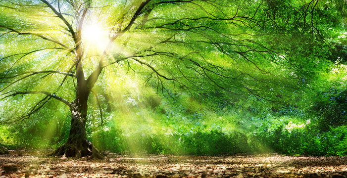 Fototapeta Drzewo Ze Słońcem W Dzikim Lesie