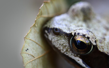 Frog Eye