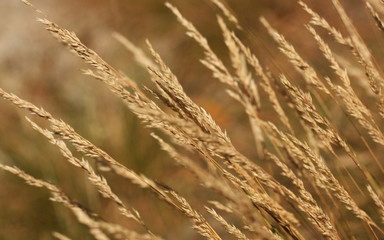 Obraz premium Brown walls background