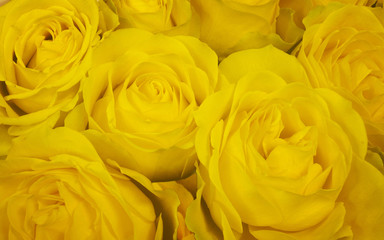 Yellow Roses