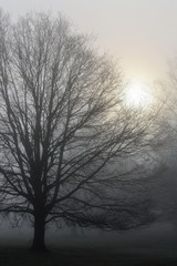 Fototapeta na wymiar Misty Morning in the rural County of West Sussex in the United Kingdom.