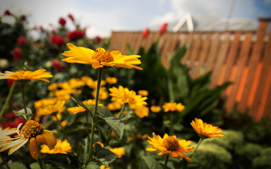Marigold blooming in garden