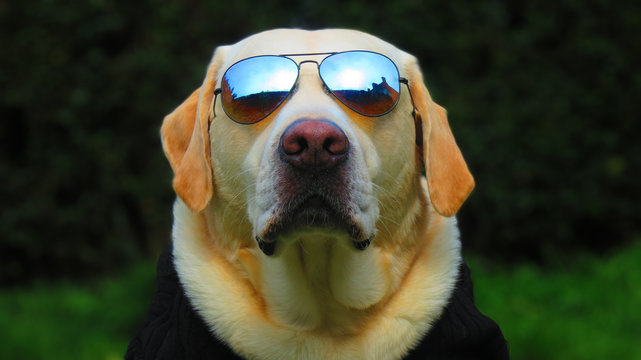 Fun White / Golden Labrador Retriever dressed up with cool aviator style sunglasses
