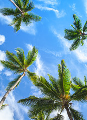 Obraz na płótnie Canvas Coconut palm trees, Dominican Republic