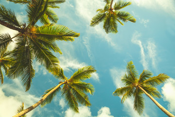 Coconut palm trees in cloudy sky