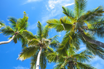 Fototapeta na wymiar Coconut palm trees over the sky