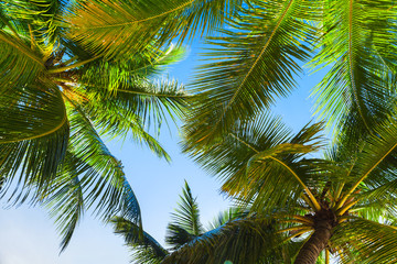 Fototapety  Palmy kokosowe nad jasnym niebem