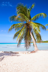 Coconut palm growing on sandy beach
