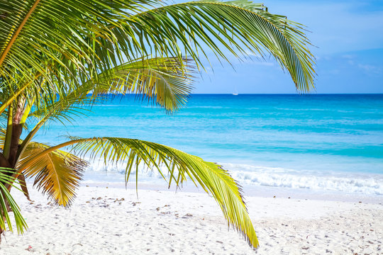 Palm branches on tropical sandy beach