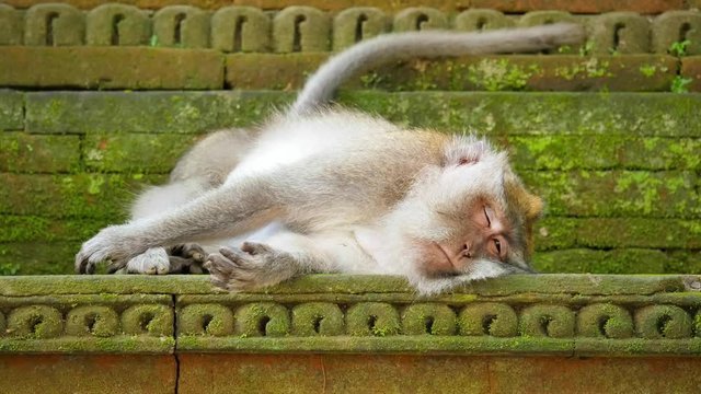 Monkey sleeps in Bali temple area. Sacred hindu forest in Ubud, Indonesia