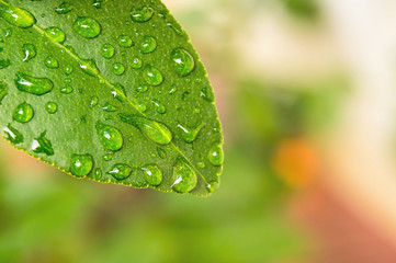 fresh green leaf and water drop on blurry background 